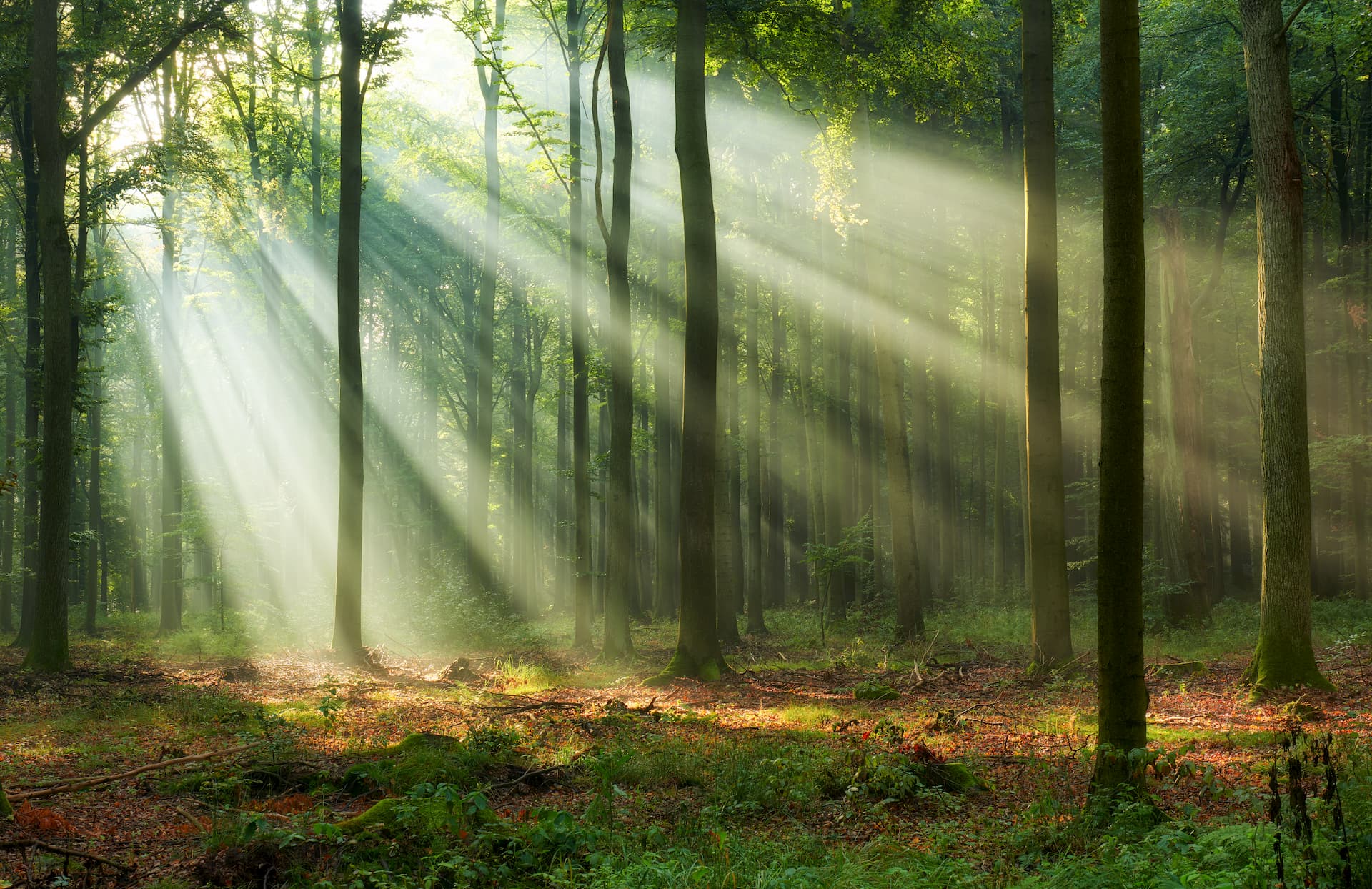 L'actif forestier, cet outil de défiscalisation méconnu