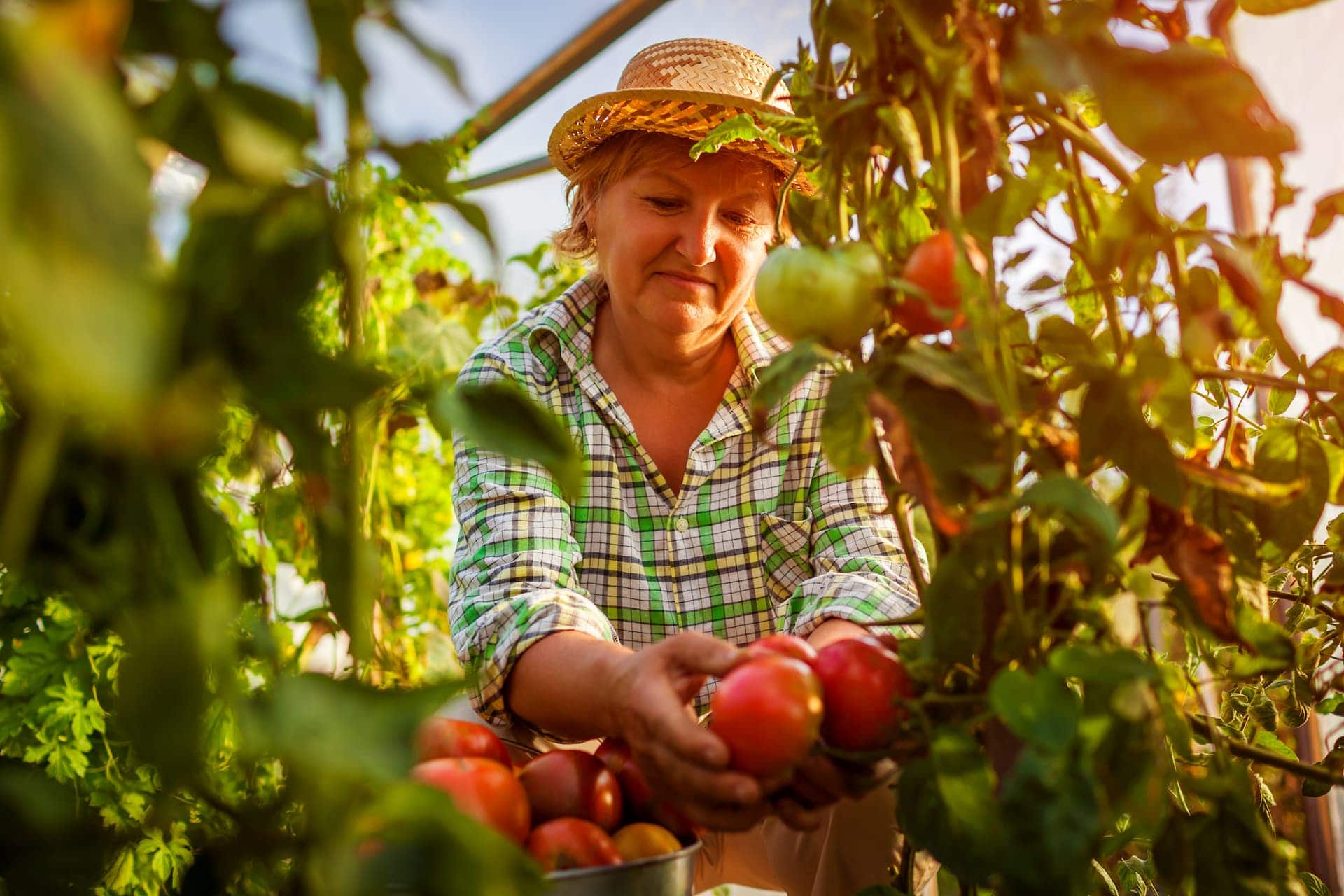 Retraites agricoles : revalorisation des minimas de pension